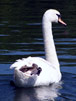 Swan